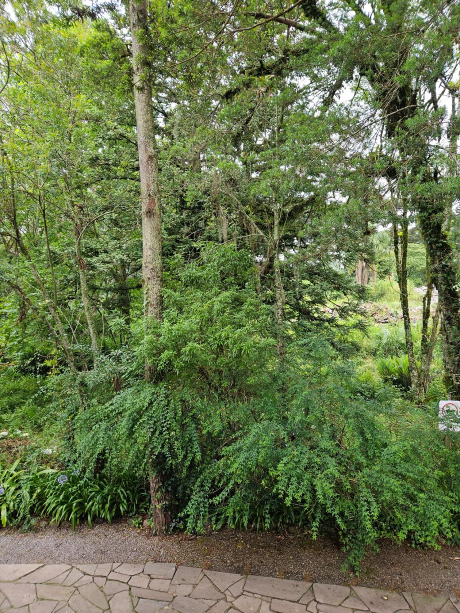 Cantinho Das Oliveiras. Gramado Kültér fotó